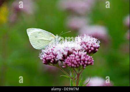 Petit papillon blanc (Pieris rapae) Banque D'Images