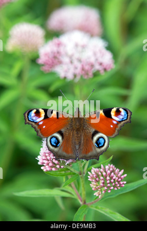 Peacock butterfly (Inachis io) UK Banque D'Images