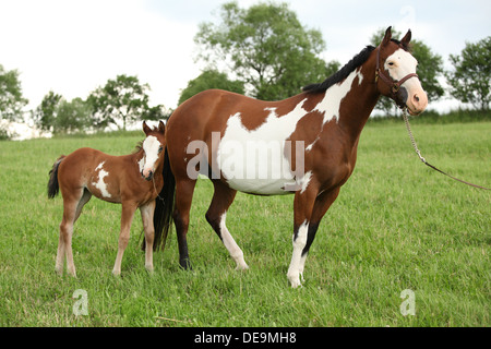 Jolie pouliche Paint horse mare avec l'été je Banque D'Images