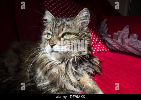 Chat Tigré à poils longs portant sur un canapé Banque D'Images