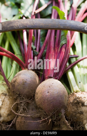 Beta vulgaris. Les betteraves rouges et blancs récoltés dans le jardin dans un sol en bois trug. Banque D'Images