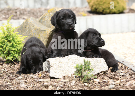 Trois chiots labrador noir sur pierre dans beau jardin Banque D'Images
