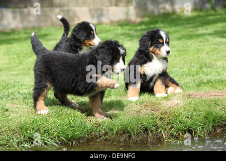 Trois bernois Chiots jouant Banque D'Images