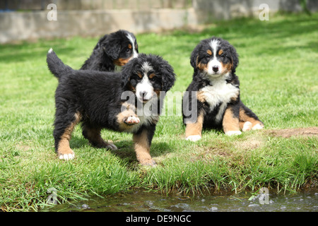 Trois bernois Chiots jouant Banque D'Images