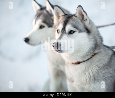 Deux chiens husky sibérien closeup portrait Banque D'Images