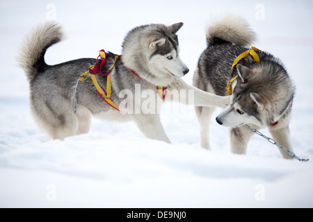 Deux chiens husky sibérien outdoor Banque D'Images