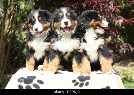 Trois chiots Bernese Mountain dog sitting on blanket Banque D'Images