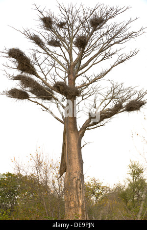 Baobab en hiver Banque D'Images