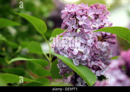 Violet lilas en pleine floraison sur le buisson avec des feuilles vertes Banque D'Images