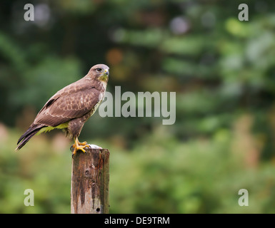 Wild Buse variable, Buteo buteo posés sur des post Banque D'Images