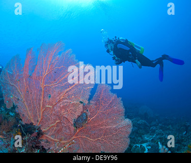 Femme-plongeur, photographe sous-marin, fonde l'grande rose seafan. Banque D'Images