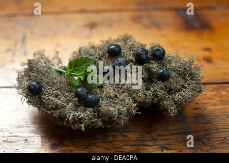 Les bleuets et menthe sur un lit de lichen. Banque D'Images