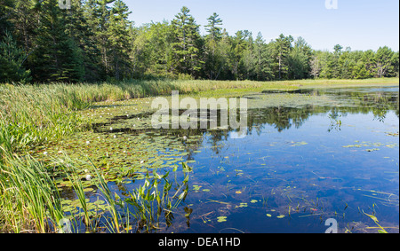 Ce grand étang sur Mount Desert Island dans le Maine figurant des dizaines de nénuphars. Banque D'Images