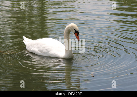 Cygne muet piscine tranquille dans un petit étang à l'homme. Banque D'Images