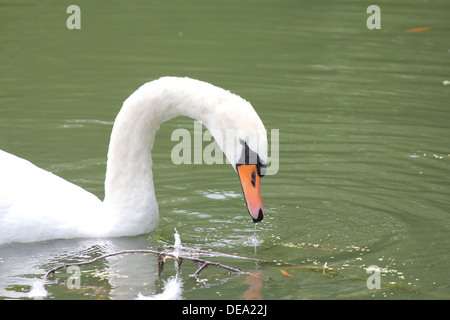 Cygne muet dans un petit étang à l'homme. Banque D'Images