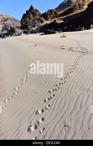 Des pistes d'animaux sur une plage dans le Hells Canyon, de l'Oregon. Banque D'Images