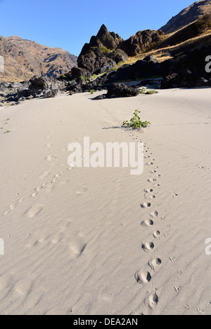 Des pistes d'animaux sur une plage dans le Hells Canyon, de l'Oregon. Banque D'Images