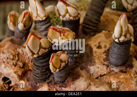 Goose barnacles aussi appelés balanes balanes cygne ou harcelées Banque D'Images