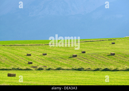 Champ de foin dans la vallée de la Wallowa de l'Oregon. Banque D'Images