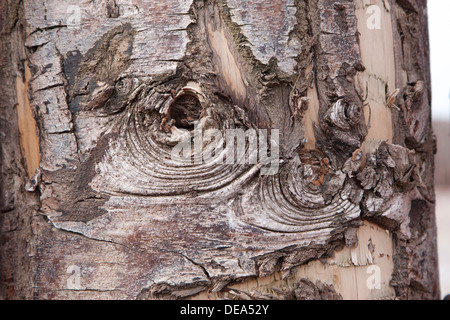 Close-up of weathered tronc de l'arbre, faisant partie d'une mer brise-lames. Banque D'Images