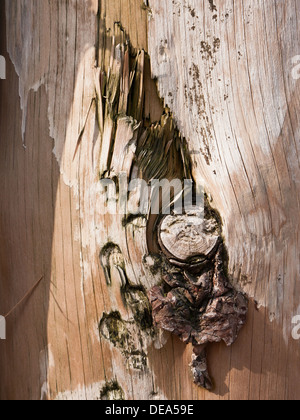 Close-up of weathered tronc de l'arbre, faisant partie d'une mer brise-lames. Banque D'Images