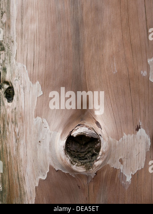 Close-up of weathered tronc de l'arbre, faisant partie d'une mer brise-lames. Banque D'Images