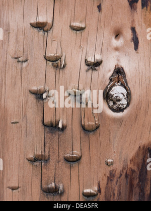 Close-up of weathered tronc de l'arbre, faisant partie d'une mer brise-lames. Banque D'Images