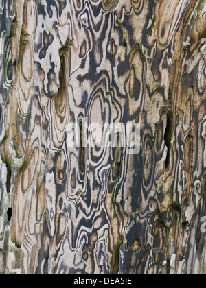 Close-up of weathered tronc de l'arbre, faisant partie d'une mer brise-lames. Banque D'Images