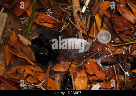 Honolulu, Hawaii, États-Unis. 14e Août, 2013. La vie marine continue de périr après 1400 tonnes de mélasse déversées dans le port. Les fonctionnaires sont l'appeler la pire catastrophe de l'océan de tous les temps. Des milliers de poissons sont morts après un déversement provenant d'un tuyau Matson utilisé pour transférer la mélasse aux navires. © Craig Ellenwood/Alamy Live News Banque D'Images