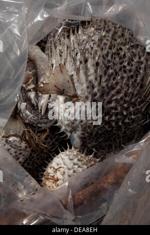Honolulu, Hawaii, États-Unis. 14e Août, 2013. Efforts de nettoyage des poissons morts après 1400 tonnes de mélasse déversées dans le port. Les fonctionnaires sont l'appeler la pire catastrophe de l'océan de tous les temps. Des milliers de poissons sont morts après un déversement provenant d'un tuyau Matson utilisé pour transférer la mélasse aux navires. © Craig Ellenwood/Alamy Live News Banque D'Images