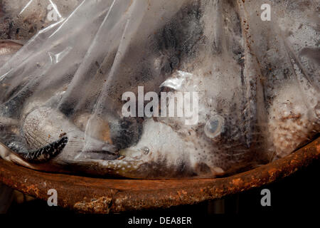 Honolulu, Hawaii, États-Unis. 14e Août, 2013. Efforts de nettoyage des poissons morts après 1400 tonnes de mélasse déversées dans le port. Les fonctionnaires sont l'appeler la pire catastrophe de l'océan de tous les temps. Des milliers de poissons sont morts après un déversement provenant d'un tuyau Matson utilisé pour transférer la mélasse aux navires. © Craig Ellenwood/Alamy Live News Banque D'Images