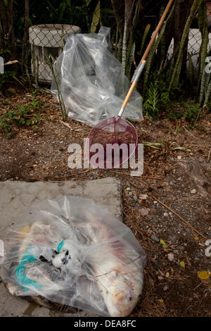 Honolulu, Hawaii, États-Unis. 14e Août, 2013. Efforts de nettoyage des poissons morts après 1400 tonnes de mélasse déversées dans le port. Les fonctionnaires sont l'appeler la pire catastrophe de l'océan de tous les temps. Des milliers de poissons sont morts après un déversement provenant d'un tuyau Matson utilisé pour transférer la mélasse aux navires. © Craig Ellenwood/Alamy Live News Banque D'Images