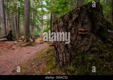 Un sentier menant profondément dans une forêt luxuriante, avec des champignons poussant sur une souche à l'avant-plan. Banque D'Images