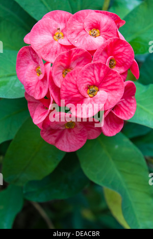 Background black bright christ escalade couronne couronne d'épines euphorbia décoratif flore floral fleur jardin vert croissance croissance Banque D'Images