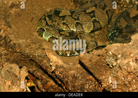 Bitis nasicornis (vipère rhinocéros), Ouganda Banque D'Images