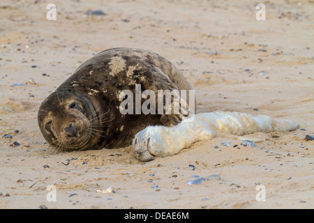 Femme Phoque gris (Halichoerus grypus) caresses dead pup, Norfolk Banque D'Images