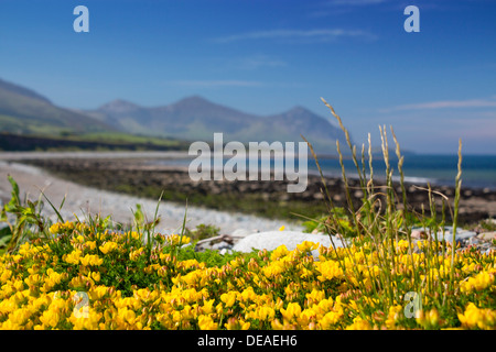 Aberdesach beach à la recherche de l'EIFL sud an rivaux montagnes et la côte au printemps Llŷn Peninsula Gwynedd au nord du Pays de Galles UK Banque D'Images