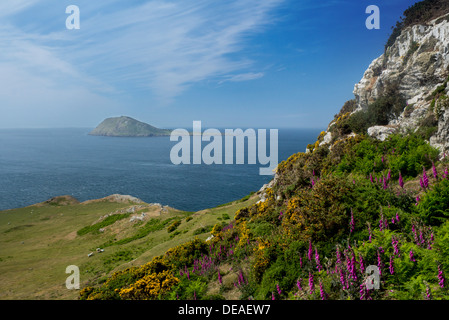 Bardsey Island Ynys Enlli vue d'été avec digitales et les ajoncs en premier plan la péninsule de Llŷn Gwynedd North Wales UK Banque D'Images