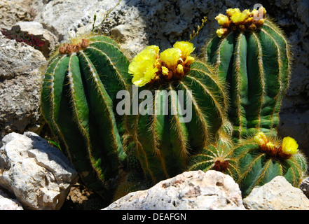 Cactus boule de floraison (Notocactus magnificus) Banque D'Images