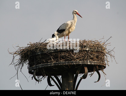 Mature Cigogne Blanche (Ciconia ciconia) avec un jeune sur le nid Banque D'Images