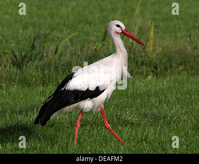 Mature Cigogne Blanche (Ciconia ciconia) marcher dans l'herbe Banque D'Images