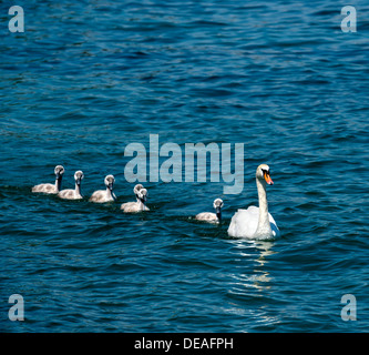Mute Swan (Cygnus olor) avec cygnets Banque D'Images