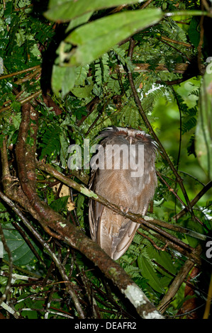 Crested owl (Lophostrix cristata), Lake Balaton, forêt tropicale, Parc national Yasuni, en Equateur, Amérique du Sud Banque D'Images