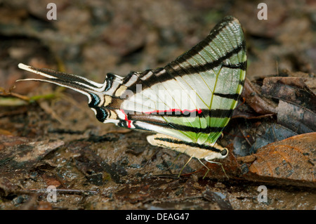 Zebra Swallowtail Butterfly (Euritides protesilanus, Papilionidae), Lake Balaton forêt tropicale, Parc national Yasuni, en Equateur Banque D'Images