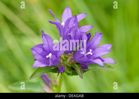 Bellflower en cluster ou Dane's Blood (Campanula glomerata) Banque D'Images