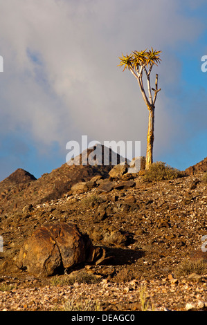 Quiver Tree géant (Aloe pillansii), Parc national de Richtersveld, Afrique du Sud Banque D'Images