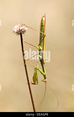 Mantis Mantis religiosa (européenne), pauvres en nutriments, herbage, département du Haut-Rhin, France, Europe Banque D'Images