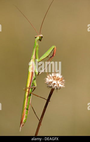 Mantis Mantis religiosa (européenne), pauvres en nutriments, herbage, département du Haut-Rhin, France, Europe Banque D'Images