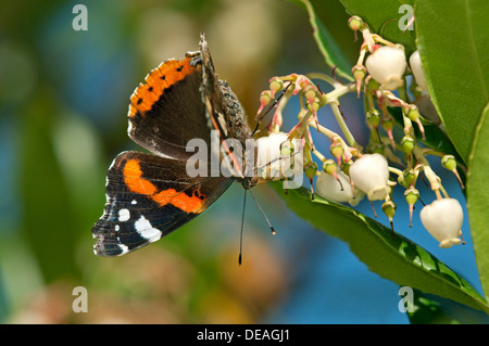 Vulcain (Vanessa atalanta), homme, Geneve, Genève, Suisse Banque D'Images