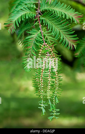 Les cônes mâles de l'aube (Metasequoia glyptostroboides), Chine, République populaire de Chine Banque D'Images